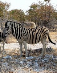 Burchells zebra Burchells zebra