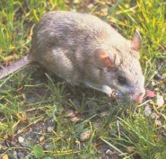 Bush tailed woodrat Bush tailed woodrat