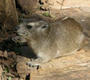 Bush hyrax Bush hyrax