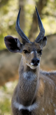 Bushbuck Bushbuck
