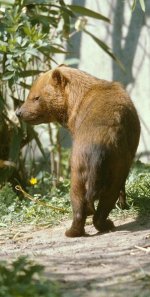 Bush dog Bush dog