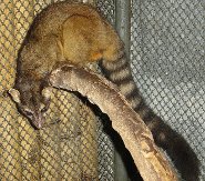 Cacomistle Cacomistle