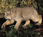Canadian lynx Canadian lynx