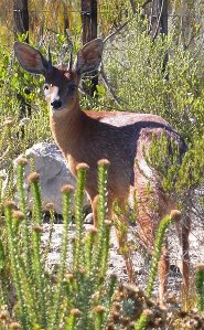 Cape grysbok Cape grysbok