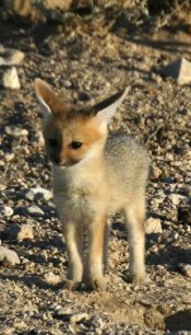 Cape fox Cape fox