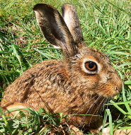 Cape hare Cape hare