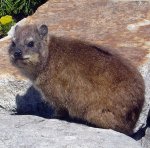 Cape hyrax Cape hyrax