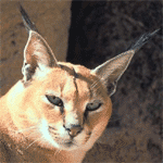 Caracal Caracal