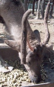 Caribou losing velvet on one of its antlers Caribou losing velvet on one of its antlers