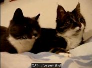 Cats talking English