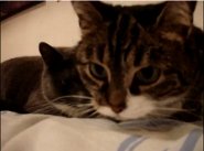 Cats talking Cats talking