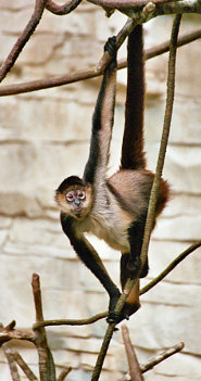 Central American Spider Monkey Central American Spider Monkey