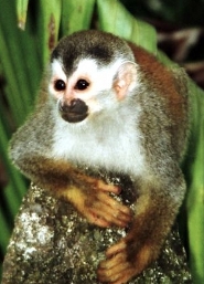 Central American squirrel monkey Central American squirrel monkey