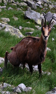 Chamois Chamois