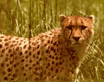 fastest land mammal fastest land mammal