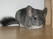 Chinchilla Chinchilla