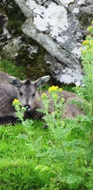 Chinese Goral Chinese Goral
