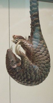 Chinese pangolin Chinese pangolin