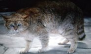 Chinese mountain cat Chinese mountain cat