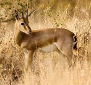 Chinkara Chinkara