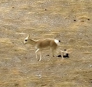 Chiru Chiru