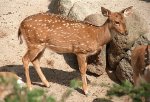 Chital Chital