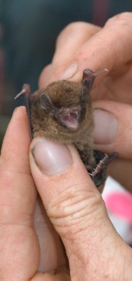 Chocolate wattled bat Chocolate wattled bat