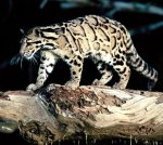 Clouded leopard Clouded leopard