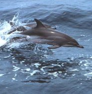 Clymene dolphin Clymene dolphin