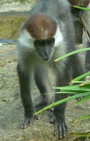 Collared Mangabey Collared Mangabey