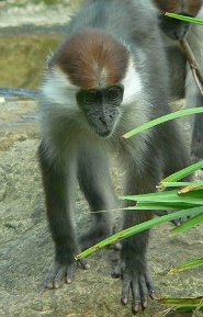 Collared Mangabey