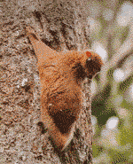 colugos colugos
