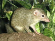 Common treeshrew