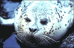 common seal