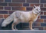 Corsac fox Corsac fox