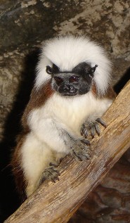 Cotton-top tamarin Cotton-top tamarin