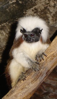 Cotton-top tamarin