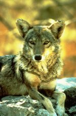 Coyote Coyote