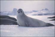 Crab eater seal Crab eater seal