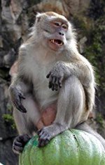 Crab-eating macaque