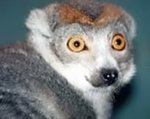 Crowned lemur Crowned lemur