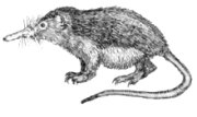 cuban solenodon cuban solenodon