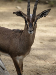 Cuviers gazelle