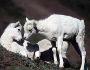 Dall's sheep Dall's sheep