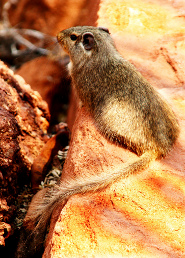 Dassie rat Dassie rat