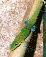 day geckos day geckos