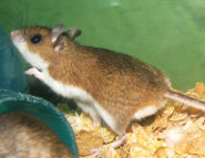 Deer mouse