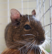 Degu Degu
