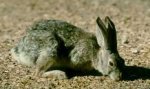 Desert cottontail