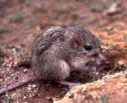 Desert pocket mouse Desert pocket mouse